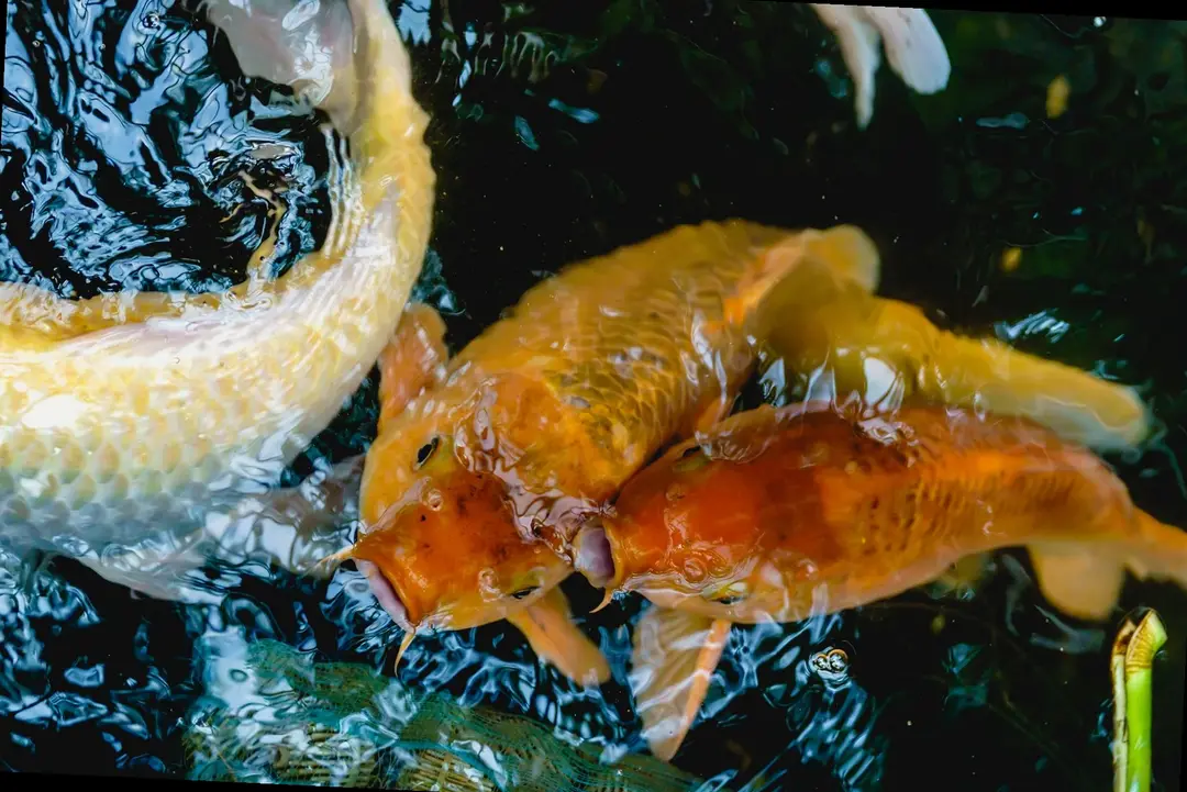 carpe koi in uno stagno naturale
